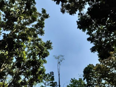 Hint köyü orman ortamı, sabah yeşil ağaç ve mavi gökyüzü.