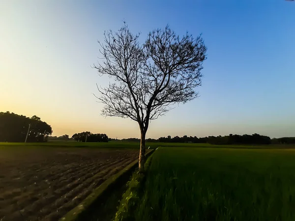 Indisches Dorf Grüne Landwirtschaft Land Bei Sonnenuntergang Blauer Himmel Mit — Stockfoto