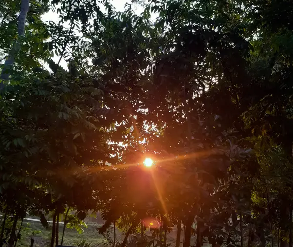 Matin Soleil Lève Environnement Indien Arbre Vert Belle Matinée — Photo