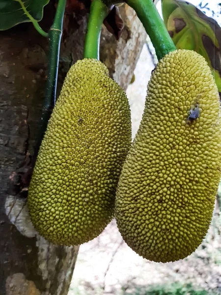 Árvore Frutas Jack Pendura Uma Chaleira Verde Que Cresce Clima — Fotografia de Stock