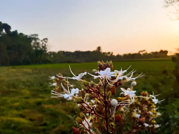 Fleur Blanche Sur Herbe Environnement Village Coucher Soleil Fond Vert — Photo