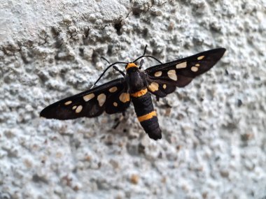 Yerde oturan siyah renkli kelebek Siyah ve sarı renkte.