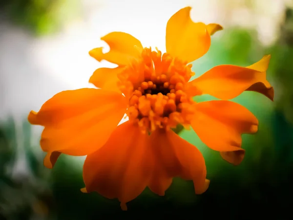 Flor Caléndula Amarilla Árbol Verde Fondo Verde Este Jardín Flores — Foto de Stock