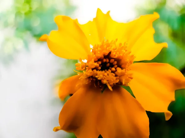Жовта Квітка Чорнобривців Зеленому Дереві Зеленому Фоні Сільськогосподарській Землі — стокове фото
