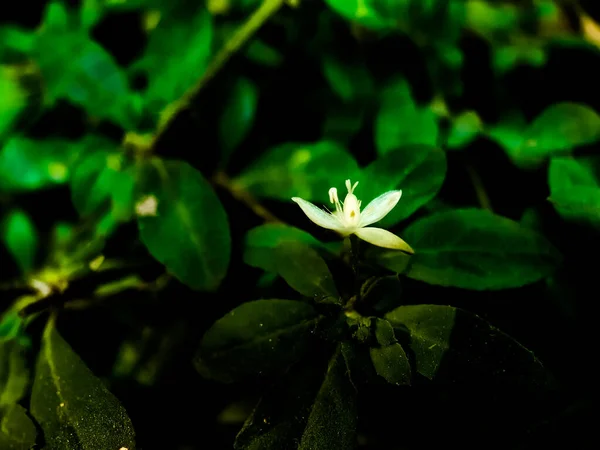 Λευκό Λουλούδι Γρασίδι Στο Πράσινο Δέντρο Και Πράσινο Φόντο Αυτό — Φωτογραφία Αρχείου