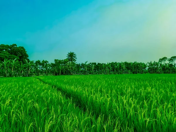 Tierra Arroz Verde Otro Árbol Cielo Azul Claro Con Nube — Foto de Stock