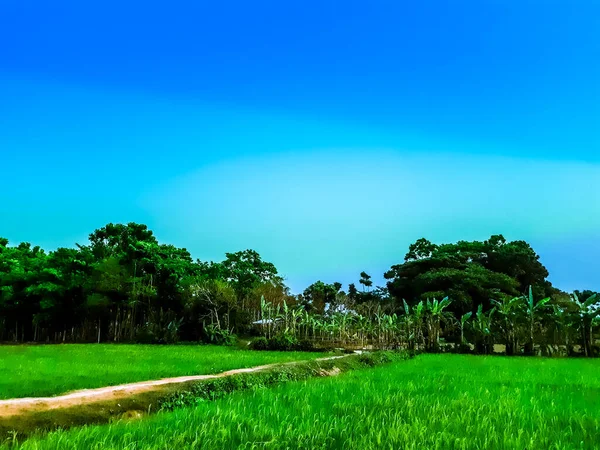 Ciel Bleu Avec Des Nuages Blancs Terre Paddy Vert Fait — Photo