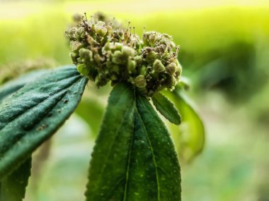 Yeşil çimen ağacında yeşil çimen çiçeği ve yeşil arkaplan.