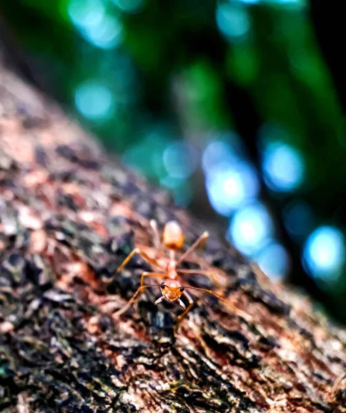 坐在树皮和绿色背景上的黄色蚂蚁 这就是森林 — 图库照片