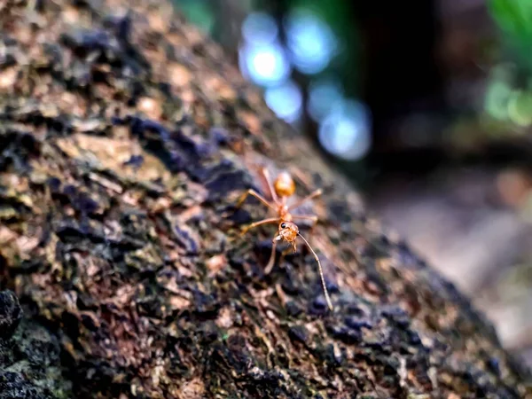 黄色いアリが木の樹皮と灰色の背景に座っています — ストック写真