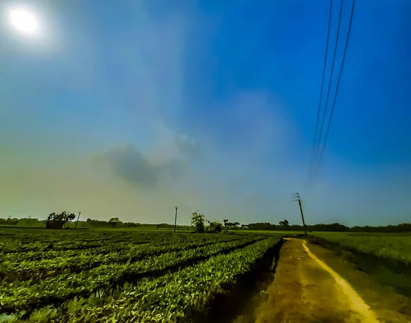 Зелена Сільськогосподарська Земля Сільський Шлях Блакитне Небо Білими Хмарами Сільським — стокове фото