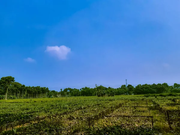 Tierra Agricultura Verde Hermoso Cielo Azul Con Nubes Blancas Hora — Foto de Stock