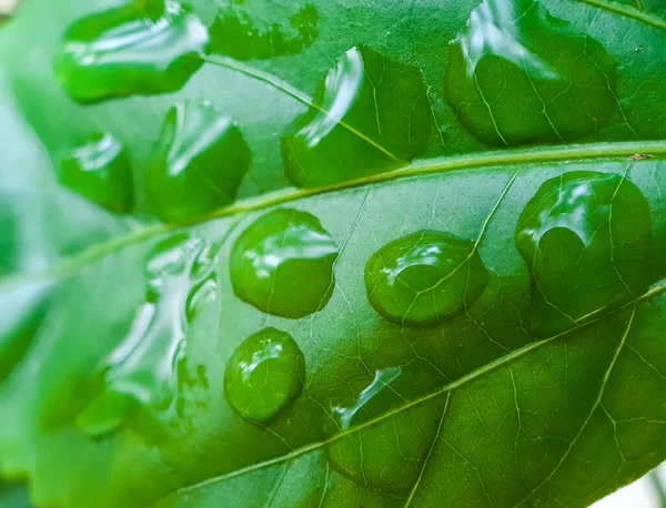 Wasserpunkt Auf Dem Grünen Blatt Und Reflexion Schienenfall Und Wasserpunkt — Stockfoto