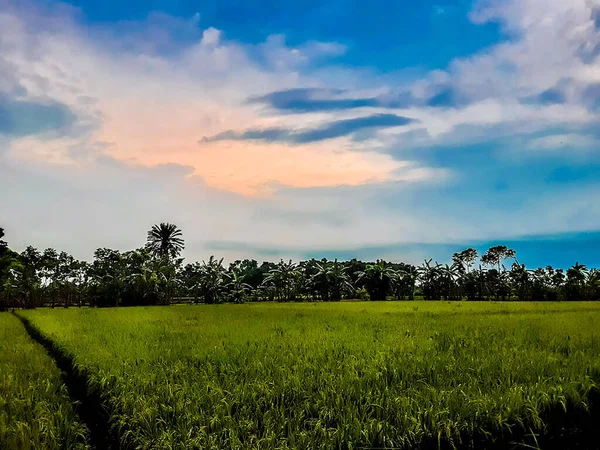 องฟ เมฆส ขาวและท นการเกษตรส ยวข าวและสภาพแวดล อมท สวยงามในเวลาพระอาท — ภาพถ่ายสต็อก