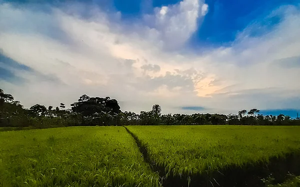 Indian village agriculture green paddy land and blue sky with white clouds.