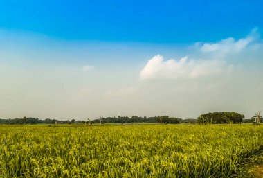 Yeşil çeltik tarımı arazi ve mavi gökyüzü beyaz bulutlar ve Hint köyü çevresi.