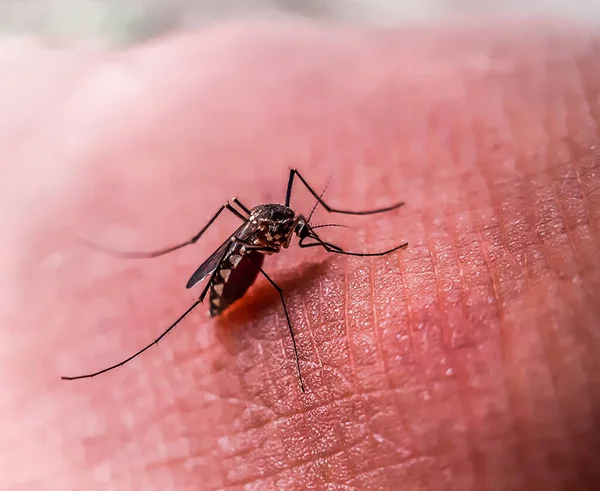 Como Mosquitos Comem Sangue Corpo Humano Como Malária Espalha Assim Fotografia De Stock