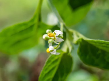 Yeşil çimen ağaçlarında beyaz renkli çimen çiçeği ve yeşil arkaplan ve sarı renkli polen .