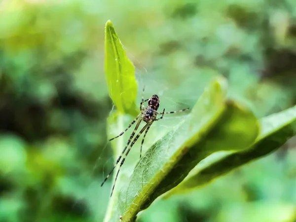 Šedá Barva Malý Pavouk Sedí Zelené Trávě Listy Zelené Pozadí — Stock fotografie