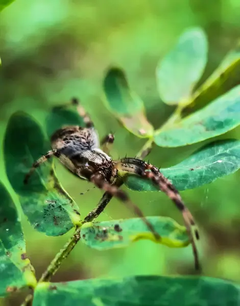 Šedá Barva Pavouk Sedí Zeleném Listí Zeleném Pozadí Zahradě — Stock fotografie