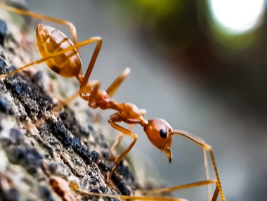 Ağaç kabuğunda oturan kahverengi renkli karınca ve bahçede yeşil arka plan .