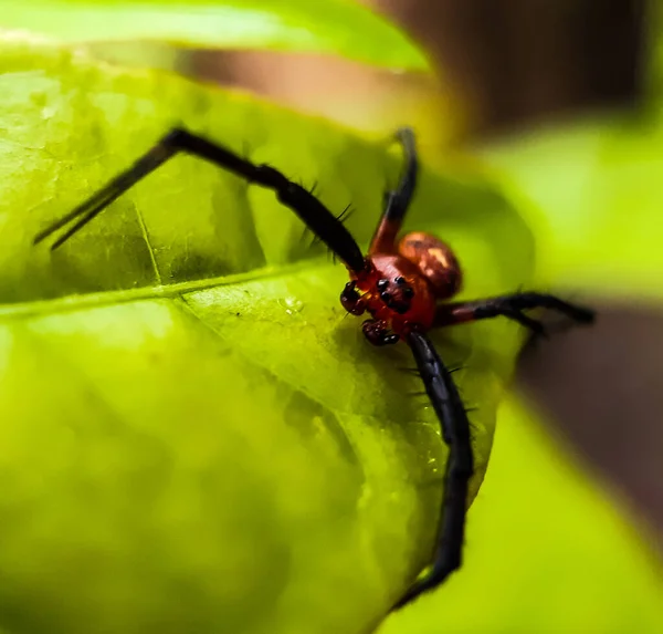 Red Black Color Spider Siting Green Leaf Green Background Forest — Stock Photo, Image