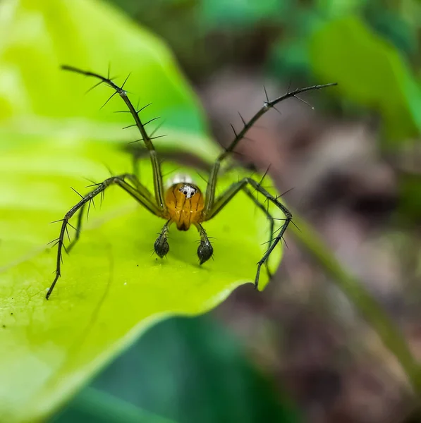 Žlutá Barva Pavouk Sedí Zeleném Listí Zeleném Pozadí Lese — Stock fotografie