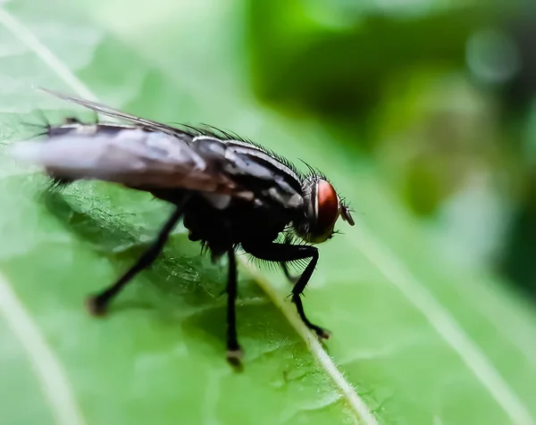 Gray Color Flies Siting Green Leaves Garden Green Background — Stock Photo, Image