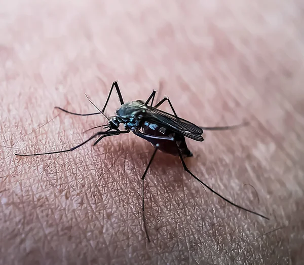 Mosquito Situado Corpo Humano Comendo Sangue Imagem De Stock