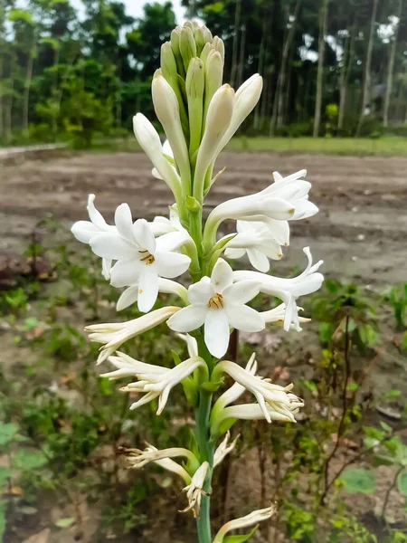 White color tuberose flower on the green trees and green agriculture land and green background.