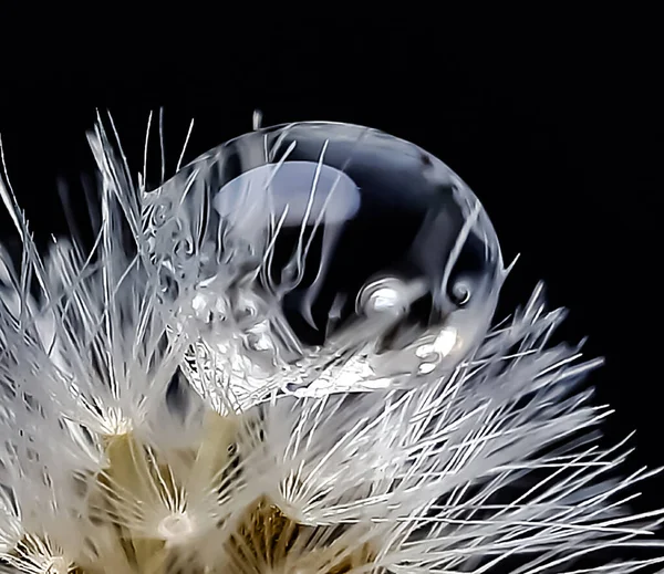 Water Bubble White Flower Black Background Night — Stock Photo, Image