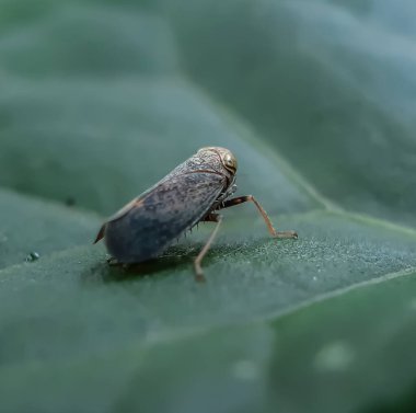 Ürünleri mahveden ve çiftçilere zarar veren sebze yetiştiren zararlı böcekler..
