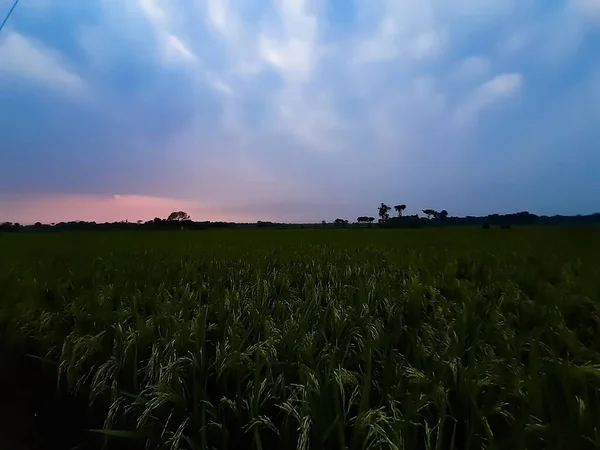 Campos Arrozais Verdes Céus Nublados Aldeia Pôr Sol — Fotografia de Stock