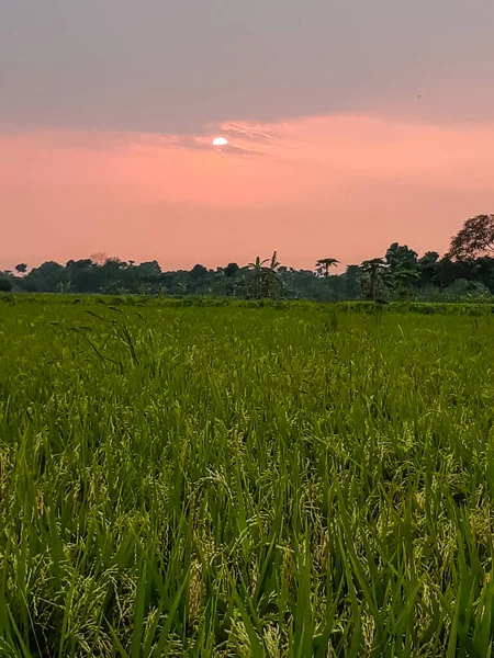 Rizières Vertes Ciel Nuageux Dans Village Coucher Soleil — Photo