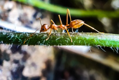 Ahşap renkli ağaç, papirüs yeşil ağacının dalları boyunca yürüyor ve arkasında siyah-beyaz bir arka plan var..