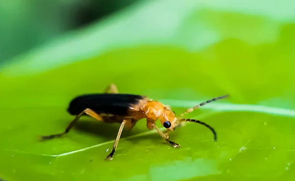 Insect Yellow Black Color Standing Leaves Green Tree Green Background — Stock Photo, Image