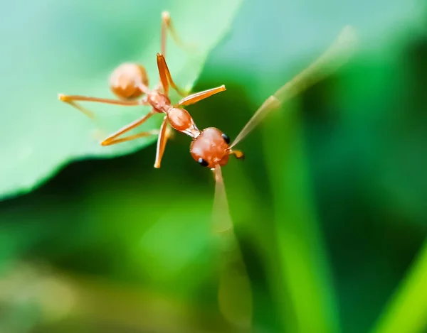 An orange ant sits on the leaves of a green tree and has a green background. This is a picture inside a garden.