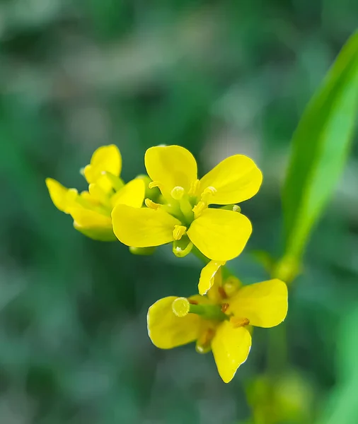 Flor Mostaza Amarilla Sobre Árboles Verdes Fondo Verde Una Tierra — Foto de Stock