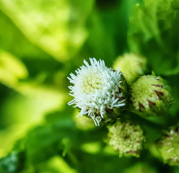 White grass flower and green flower bud on the green trees and green background in the farm land.