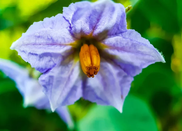 White eggplant flowers on a green eggplant tree, yellow pollen in the middle of the flower and green background on the back. This is a farm land.