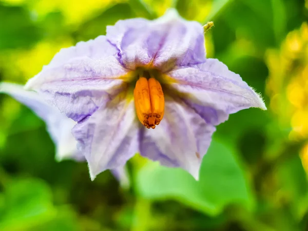 白色的茄子花在一棵绿色的茄子树上 黄色的花粉在花朵中间 绿色的背景在后面 这是一块农田 — 图库照片