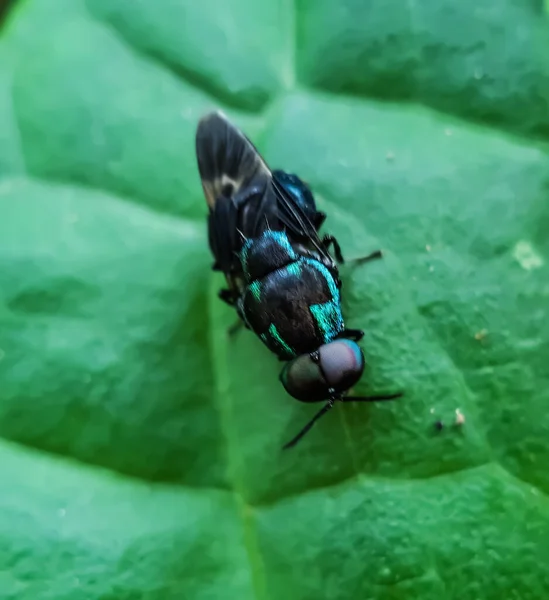 Inseto Cor Preta Está Sentado Nas Folhas Uma Árvore Verde — Fotografia de Stock