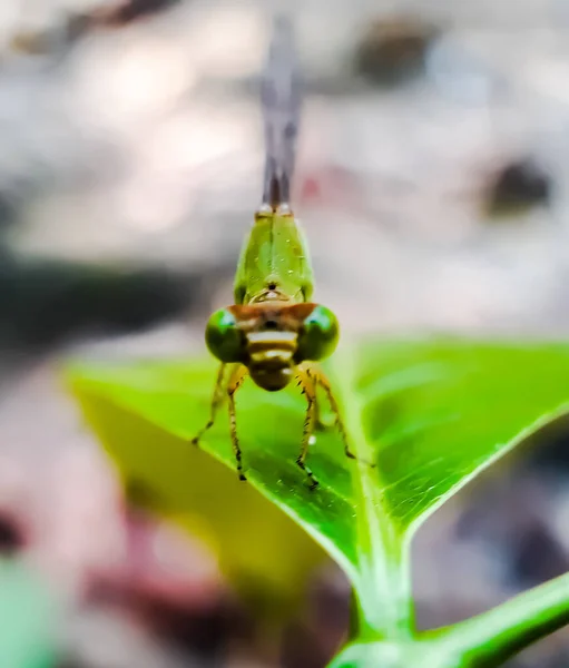 Grüne Farbe Libelle Sitzt Auf Den Grünen Blättern Und Grauen — Stockfoto