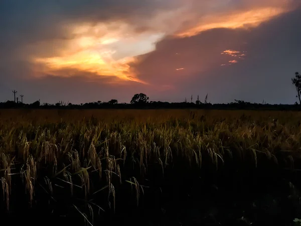 Die Sonne Geht Ende Des Grünen Ackerlandes Ländlichen Indien Bei — Stockfoto