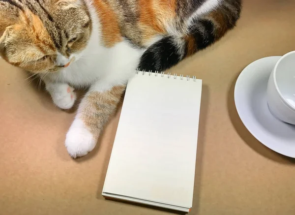 Notebook and cat, Brown background