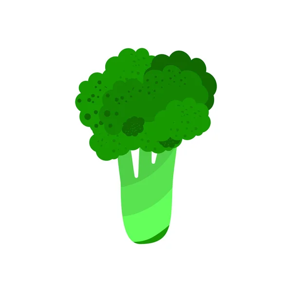 Brócoli Verde Aislado Sobre Fondo Blanco Diseño Para Decoración Envases — Archivo Imágenes Vectoriales