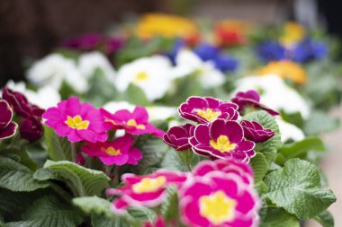 Çayırda karışık çiçek bahçesi