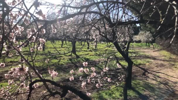 Almond Trees Flower Flower Petals Falling Slow Motion — Stock Video