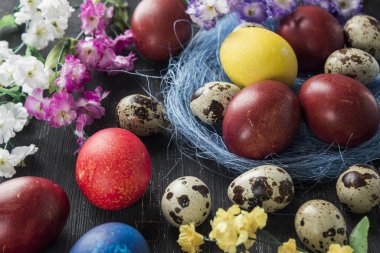 Mavi yuvadaki paskalya yumurtaları koyu ahşap arka planda