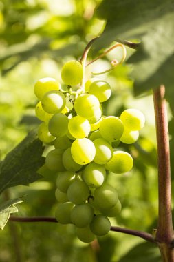 Güneşte beyaz üzüm demeti